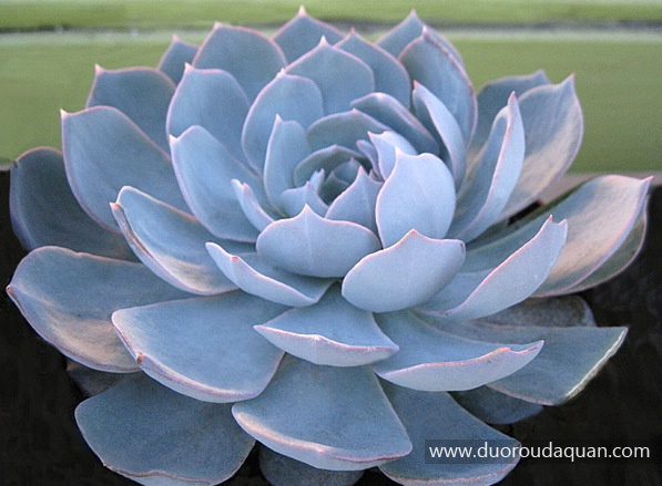 墨西哥蓝鸟（Echeveria desmetiana）