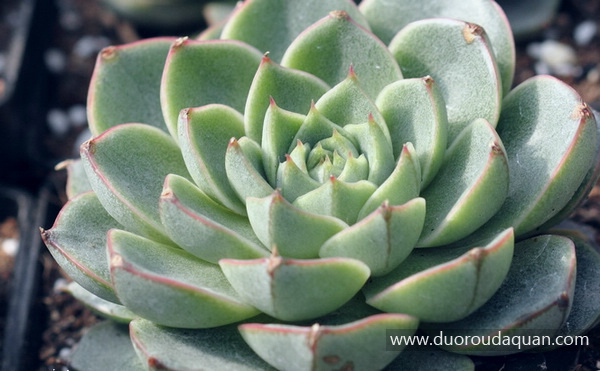 echeveria-fabiola_4.jpg