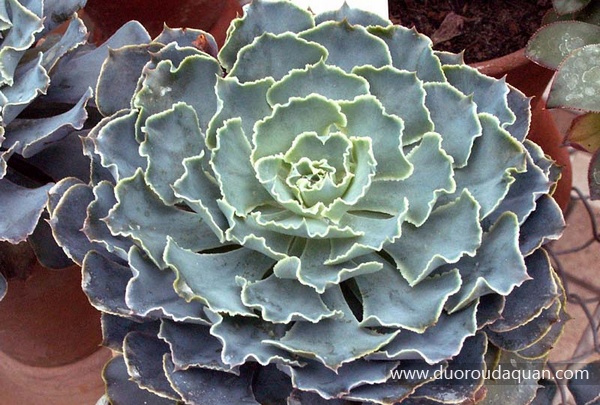 Echeveria-shaviana2.jpg