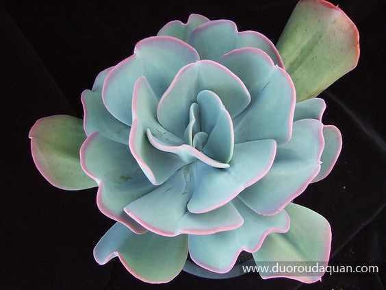 Echeveria gigantea