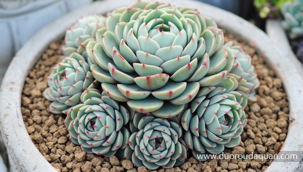 Echeveria;Ben Badis;