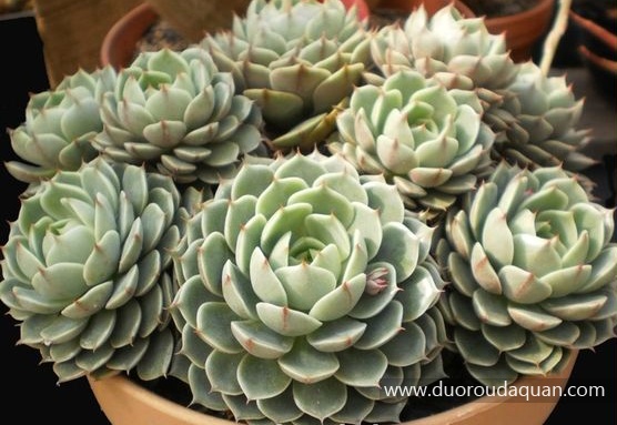 Echeveria;Ben Badis;