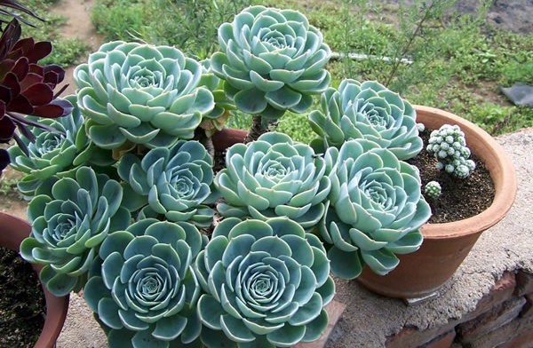 拟石莲花属（学名：Echeveria）是一种景天科植物，分布于热带中美洲从墨西哥到南美洲西北部的半沙漠地区，特征是叶子肥厚多汁，因此特别抗旱，可供园艺使用。 在18世纪末，当时的西班牙国王便派出了很多探险队来到南美大陆研究新品种的植物，其中Sessé 和 Mociño 这两位被派到了墨西哥，从1787年到1803年研究经过整整16年的时间，那时没有摄影技术，一旦有新的植物发现，就会雇佣画家来绘图。一位叫Echeverria（注意有两个 r ）的画家完成了大部分的手稿绘制工作。 16年以后，研究队伍终于回国了，结果，欧洲已经被拿破仑给搅和的动荡不安，缺乏资金的研究就不了了之了。而这些最初的手稿也一并丢失。 到了1828年，瑞士植物学家De Candolle便用这位画家的名字创立了这个新属，Echeveria，因为发音的关系，最后少了一个字母 r。最开始拟石莲花只有四个品种，到De Candolle手里活著只剩下两个，在接下来的几十年里，陆续更多景天科的植物被带到了欧洲，此萌萌的植物受到了欧洲园艺界的欢迎。拟石莲花属增加了很多新的品种。由于当时的通信不发达，欧洲不同国家的植物学家和业馀爱好者各自宣布发现了很多新的品种，其中有许多部分是重复的，这样一个品种就会产生很多不同的名字。 直到了20世纪初，植物学家们才大致整理清楚准确的名称。再后来，细胞学创立，植物学家们开始用DNA测序和染色体计数的方式，准确的整理出了拟石莲花的原始品种。