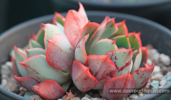 杨金（Echeveria yangjin）