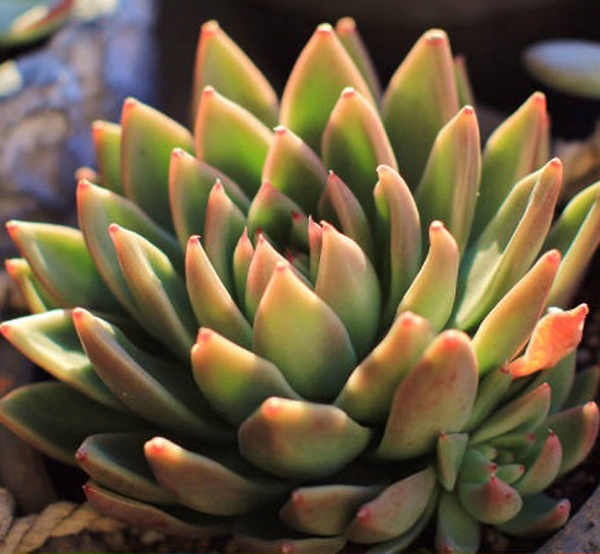 圣诞冬云(Echeveria Agavoides cv. Christmas eve),