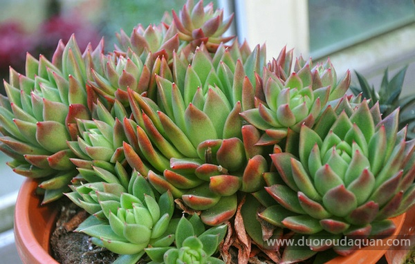 圣诞冬云(Echeveria Agavoides cv. Christmas eve),