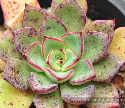 里加（Echeveria Riga）