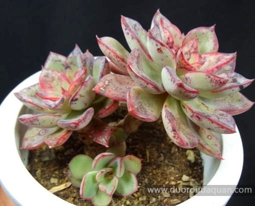 里加（Echeveria Riga）