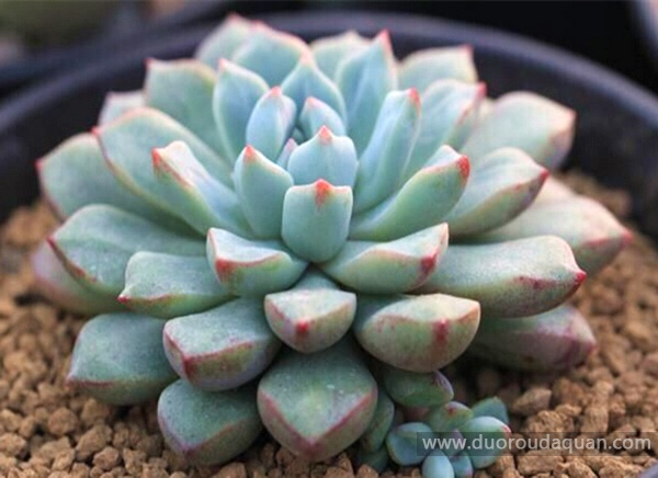 蓝宝石(Echeveria subcorymbosa, Lau 030)