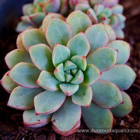 蓝宝石(Echeveria subcorymbosa, Lau 030)