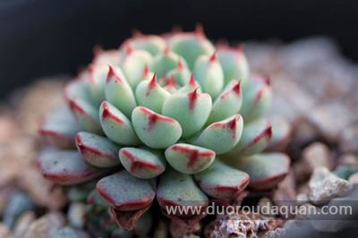 姬莲（Echeveria minima）