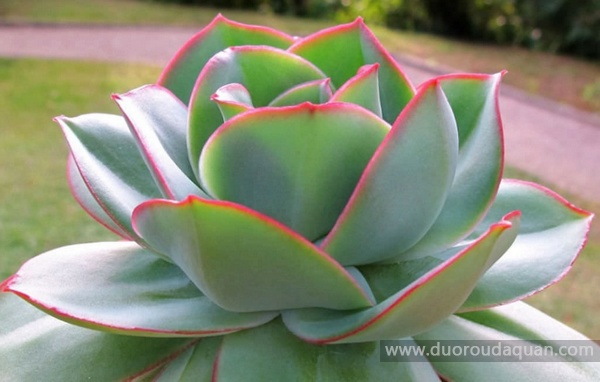 Echeveria-subrigida-钢叶莲