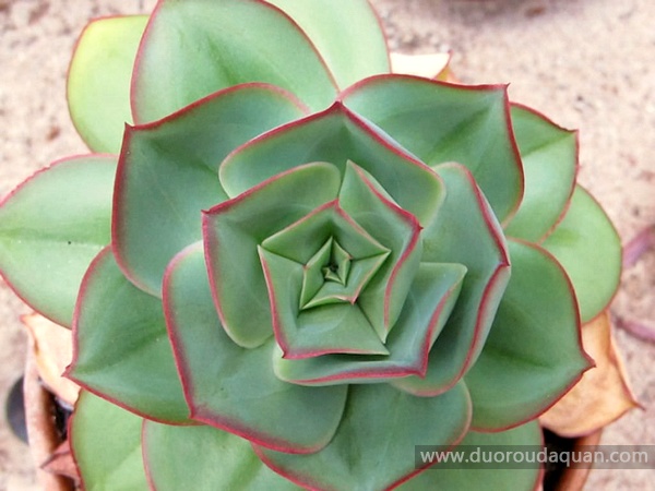 Echeveria-subrigida-钢叶莲