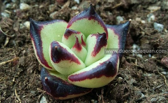 乌木（Echeveria agavoides;Ebony;）