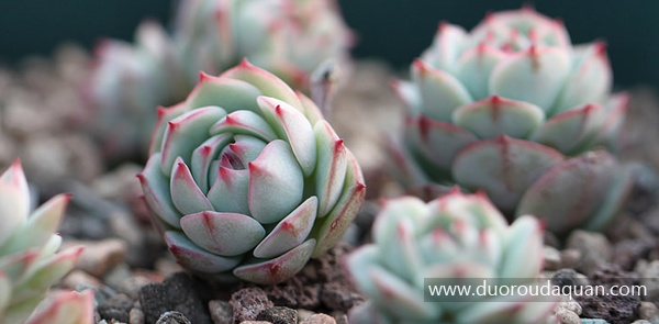 甘草船长（Echeveria derenbergii;Captain Hay;）