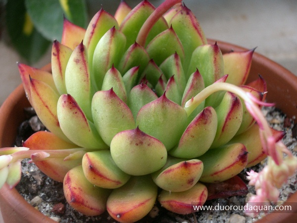 冰河世纪（Echeveria Cimette）