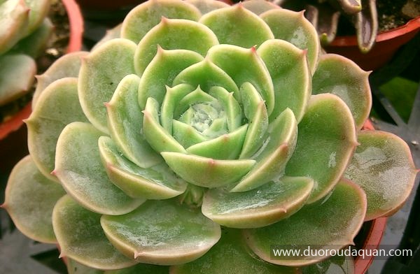 昂斯洛（Echeveria cv.;Onslow;）