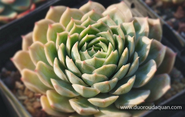 昂斯洛（Echeveria cv.;Onslow;）