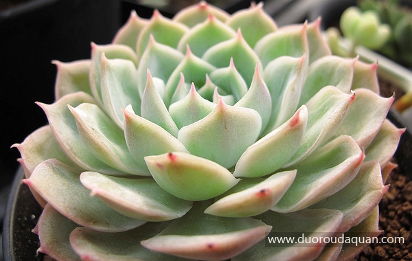 昂斯洛（Echeveria cv.;Onslow;）