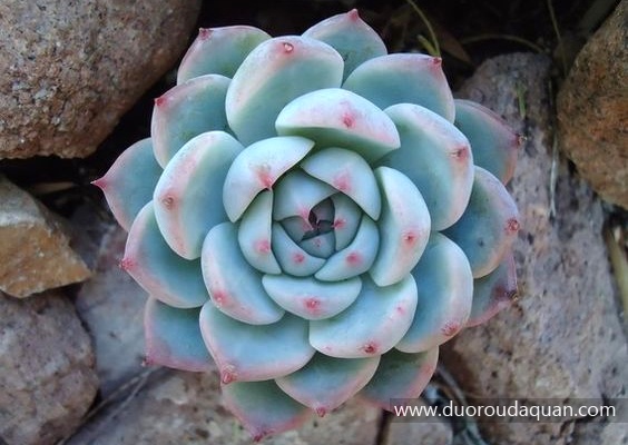 蒂比（Tippy Echeveria;Tippy;）