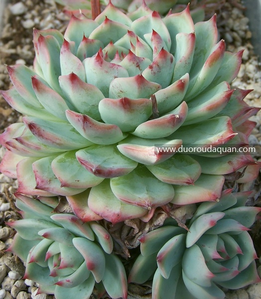 蒂比（Tippy Echeveria;Tippy;）