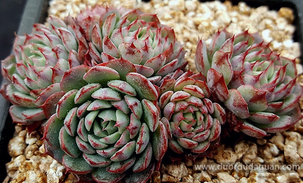 恩西诺（Echeveria sp El Encino）