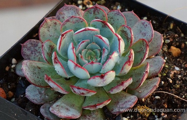 恩西诺（Echeveria sp El Encino）