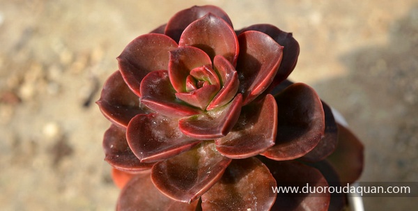 巧克力方砖(Echeveria"Melaco")