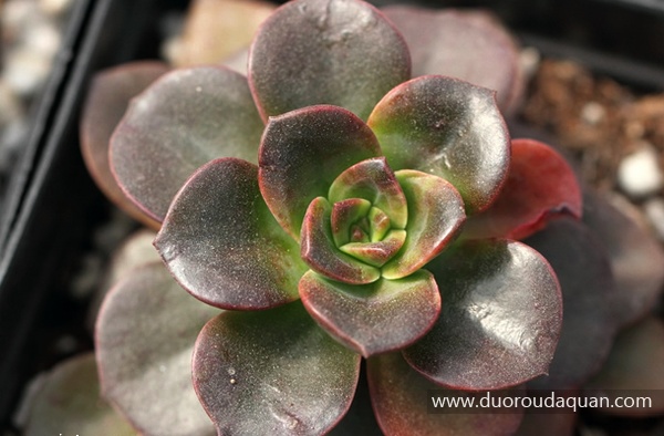 巧克力方砖(Echeveria"Melaco")g