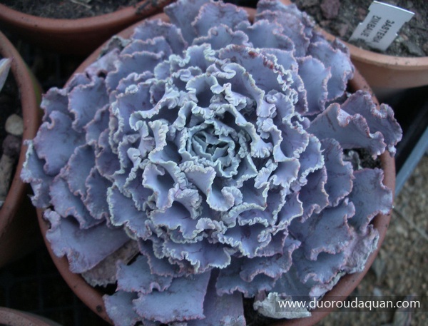 沙漠之星（Echeveria shaviana ‘Truffles’）