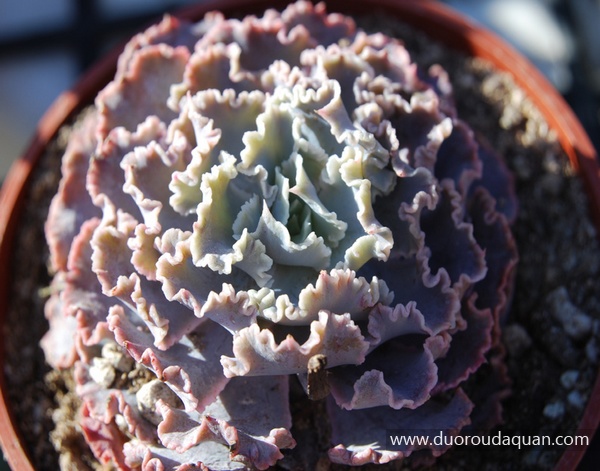 沙漠之星（Echeveria shaviana ‘Truffles’）