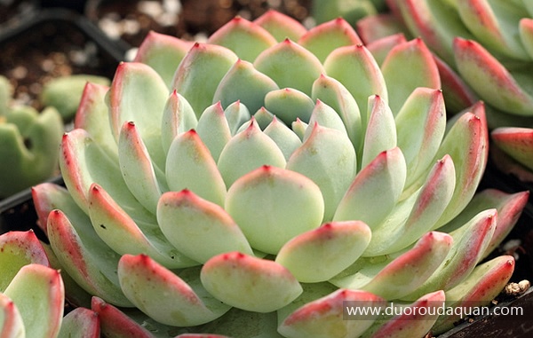 莎莎女王（Echeveria Sasa）