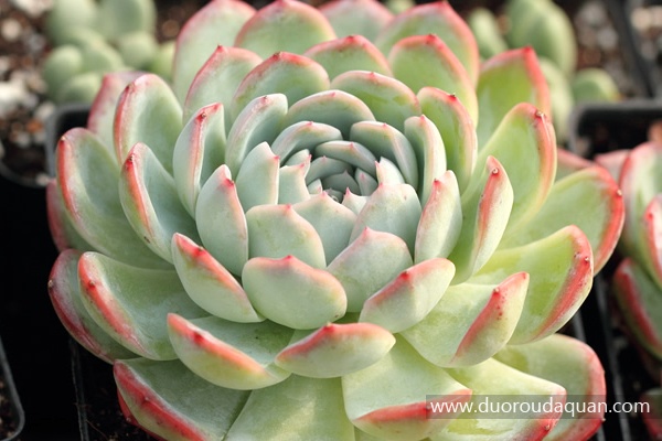 莎莎女王（Echeveria Sasa）