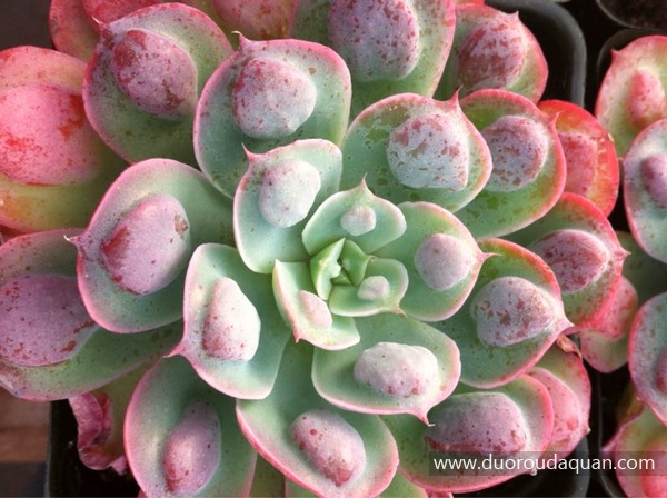 雨滴（Echeveria;Raindrops;）