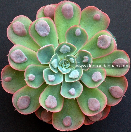 雨滴（Echeveria;Raindrops;）