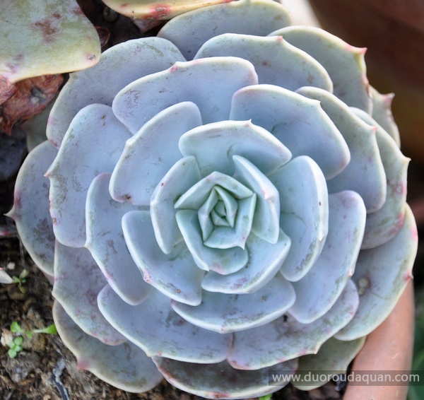 双子座（Echeveria pollux）