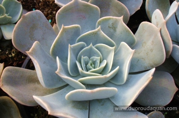 双子座（Echeveria pollux）