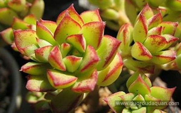 酥皮鸭（Echeveria Supia）