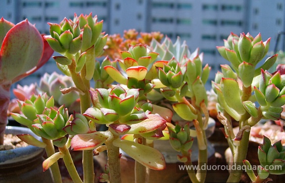 酥皮鸭（Echeveria Supia）