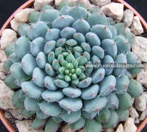 小蓝衣（Echeveria setosa v.deminuta）www.duoroudaquan.com.jpg