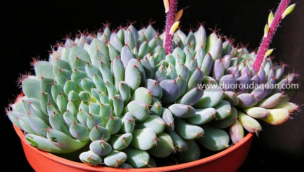 小蓝衣（Echeveria setosa v.deminuta）www.duoroudaquan.com-1.jpg