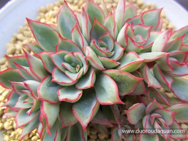 月光女神（Echeveria;Moon Gad varnish;）