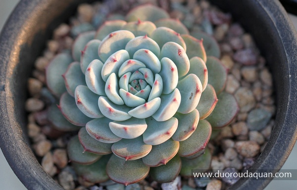 蓝姬莲(Echeveria;blue minima; )-www.duoroudaquan.com