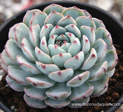 蓝姬莲(Echeveria;blue minima; )-www.duoroudaquan.com