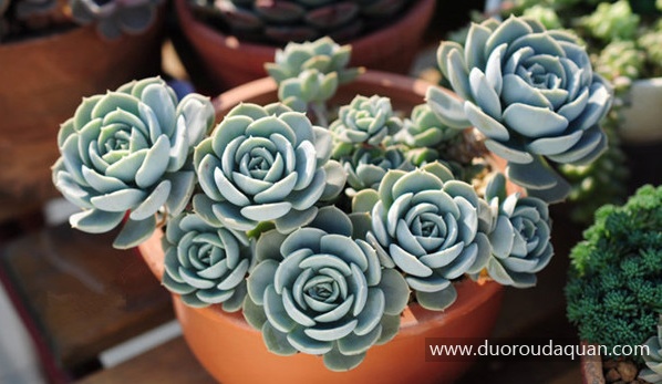 鲁氏石莲花（学名： Echeveria runyonii）