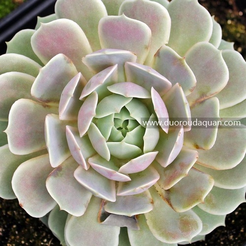 露娜莲-Echeveria;Lola;-www.duoroudaquan.com