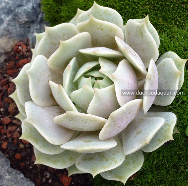 露娜莲-Echeveria;Lola;-www.duoroudaquan.com