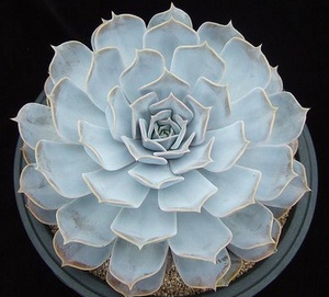 丽娜莲Echeveria;Lilacina;.jpg