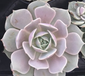 露娜莲Echeveria;Lola;.jpg