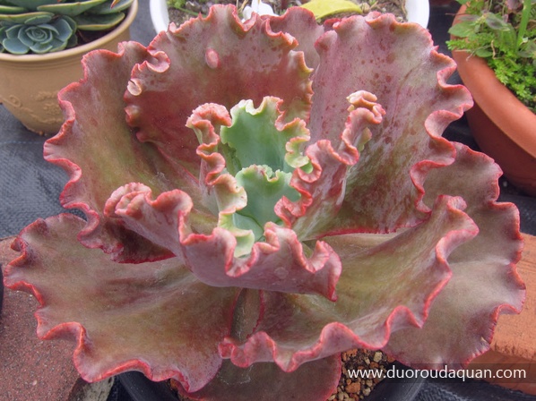 女王花笠(Echeveria ‘Meridian’)-www.duoroudaquan.com